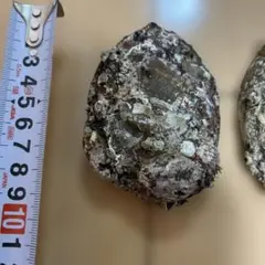 アワビの貝殻5個