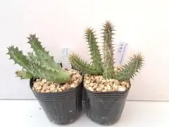 ガガイモ2点セット⑤ ピンクアイ&修羅道 抜き苗 速達便 多肉植物