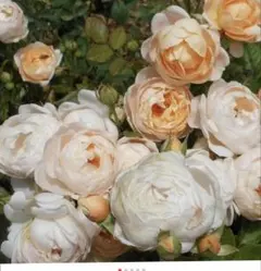 バラ苗 挿し木苗