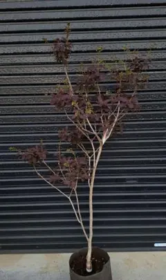 □スモークツリー□けむりの木□グレース□花芽いっぱい‼️□ - メルカリ