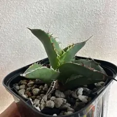 アガベ　チタノタ　黑曼巴　ブラックマンバ Yahoo!オークション - 【hiiro】稀少 アガベ 黒曼巴 子株 agave