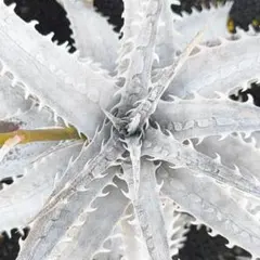 2026年最新】Dyckia amazonicoの人気アイテム - メルカリ
