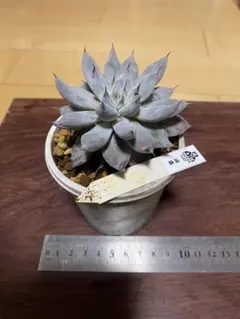 2026年最新】優木園 雪蜂の人気アイテム - メルカリ