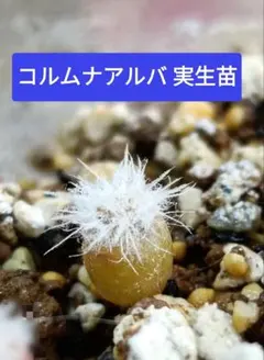 2026年最新】コルムナアルバの人気アイテム - メルカリ