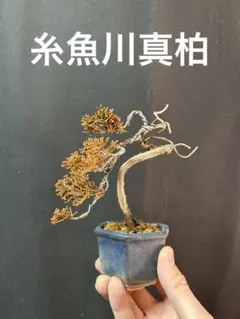 2026年最新】盆栽 真柏の人気アイテム - メルカリ