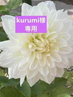 【4セット】Essential ザ ビューティー シャンプー&コンディショナー