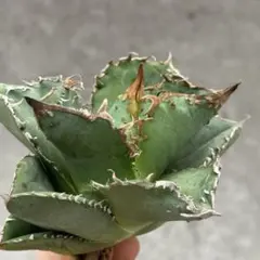 アガベ 麻花龍 極上強棘 強葉内刺し 強背刺し 優良血統 アガベ 麻花龍 極上強棘 強葉内刺し 強背刺し 優良血統 アガベ