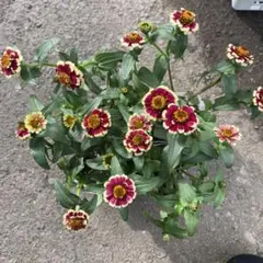 もじのすけ様 リクエスト 2点 まとめ商品