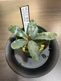 Bucephalandra sp.Red melon レッドメロン JB - メルカリ