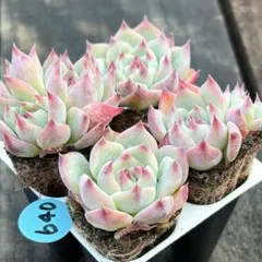 NEW❗️640多肉植物　エケベリア　チワワエンシス　抜き苗　4苗セット❣️
