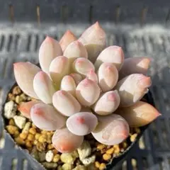 2025年最新】コロラータ×ベビーフィンガーの人気アイテム - メルカリ