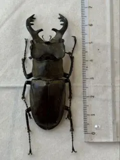 2025年最新】ミヤマクワガタ標本の人気アイテム - メルカリ