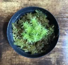 たけしたけし様 リクエスト 3点 まとめ商品