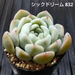 シックドリーム 832 エケベリア 多肉植物 抜き苗
