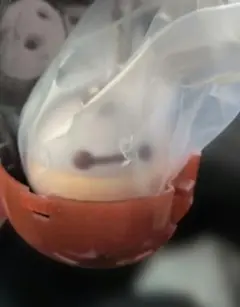 Item thumbnail for item 8f918a23-e205-46e0-9262-7637a043a49a