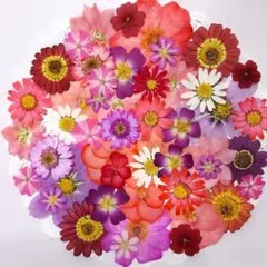 押し花素材 押し花