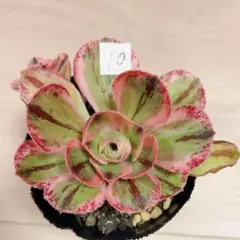 ✞ℳᎯℜÏ ℳᎯℜÏシフォン様 リクエスト 2点 まとめ商品速達出荷