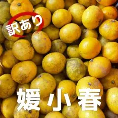希少品種‼️愛媛産　媛小春　訳あり8kg　小玉