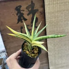 ♡アガベ【姫乱れ雪 白中斑】レア♡メルカリ便♡多肉植物 - メルカリ