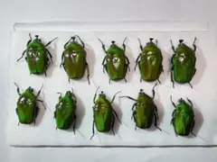 2025年最新】カナブン標本の人気アイテム - メルカリ