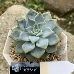 優木園さん苗　月輪・オルテガ・ガラシャ　札付き 多肉植物 月輪（優木園さん苗）札付き - メルカリ