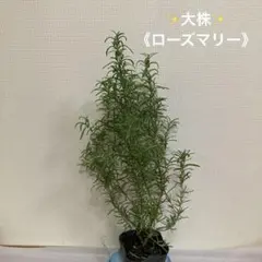 2個まとめ買い ローズマリー 楽天市場】ローズ マリーの通販