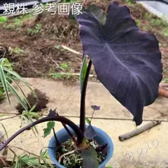 アロカシア ブラックサタン ピンクボーンの小芋 - メルカリ