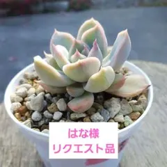 はな様 リクエスト 6点 まとめ商品