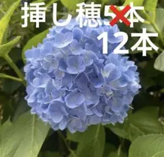 アジサイ挿し穂 12本のサムネイル