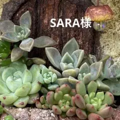 2025年最新】切り株 プランターの人気アイテム - メルカリ