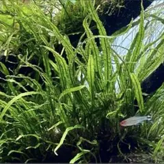 2026年最新】本ナロー ミクロソリウムの人気アイテム - メルカリ