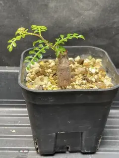 さ*る様 人気植物‼️ ハンバティ・ミルラオリーブ 実生 - メルカリ