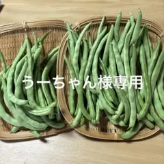9/6 うーちゃん様専用