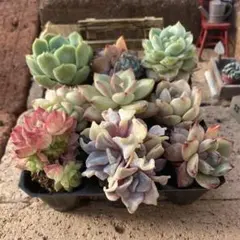 2026年最新】多肉植物 韓国苗 セットの人気アイテム - メルカリ