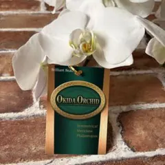 胡蝶蘭 大輪　白　花終わり苗2株　Okida Orchid ラベル付きのサムネイル