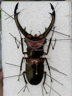 2025年最新】ホソアカクワガタ 標本の人気アイテム - メルカリ