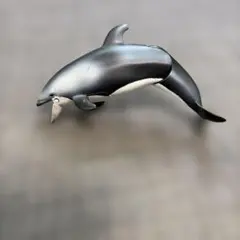 アニア　カマイルカ