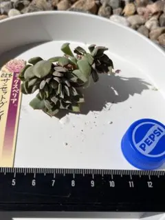 ミックスベリア サンセットグレイ 2苗 抜き苗 おらいさん 多肉②