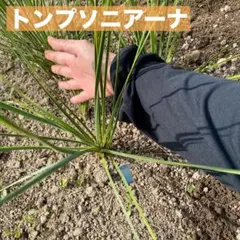 ユッカ　トンプソニアーナ　1株　苗17のサムネイル