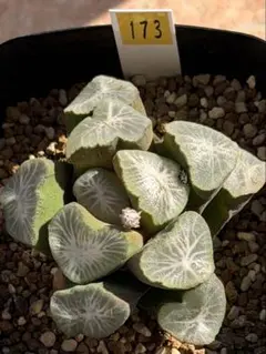 レア実生！ チレコドン エクティプス 多肉植物 塊根植物 実生 - メルカリ