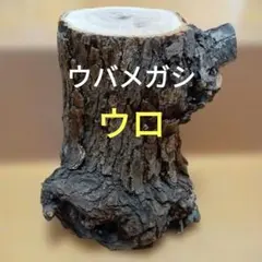 ⑭◇イチジク穂木2本◇ウォーターメロンラッシュ⑭【親木の写真あり