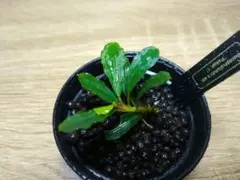 こじとろ様 リクエスト 6点 まとめ商品