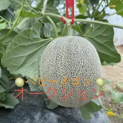箱込み約7.8kg 摘果メロン ベビーメロン - メルカリ