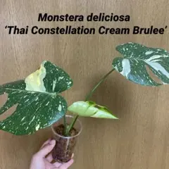2026年最新】モンステラ クリームブリュレの人気アイテム - メルカリ