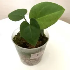 2025年最新】anthurium kosの人気アイテム - メルカリ