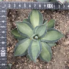 2025年最新】姫吉祥天の人気アイテム - メルカリ