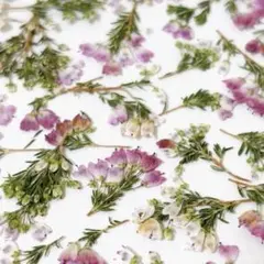 Item thumbnail for item a8d3126c-f34a-47ec-8e90-251f564359fe