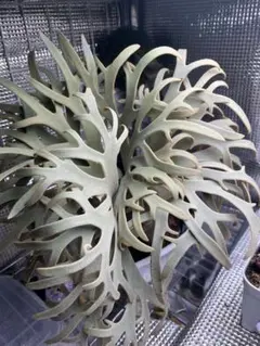 ルージュ様 リクエスト 2点 まとめ商品