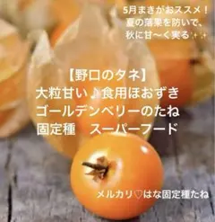 【野口のタネ】食用ほおずき 5粒 固定種 ゴールデンベリー 音叉で元氣な種✨のサムネイル