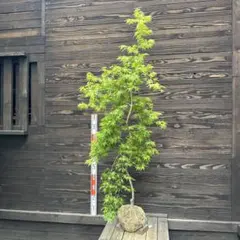 山採り天然 貴重 オオモミジ 本株立ち - メルカリ